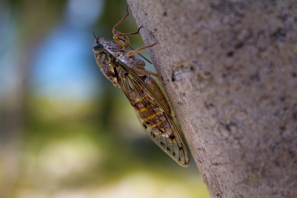 매미 곤충 여름 cicada-570831_960_720